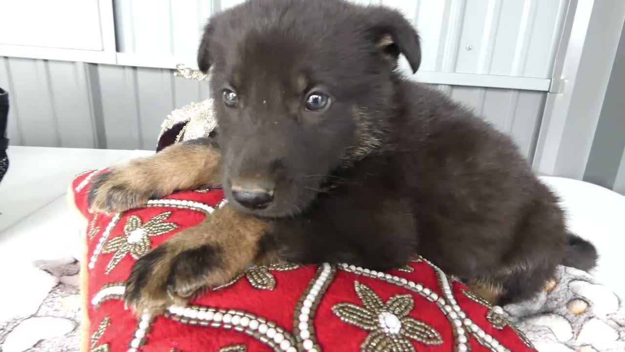 German Shepherd dogs for sale: German Shepherd 2 Parker - Video 1