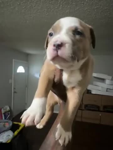 Mixed Breed dogs for sale: Duece  - Video 1
