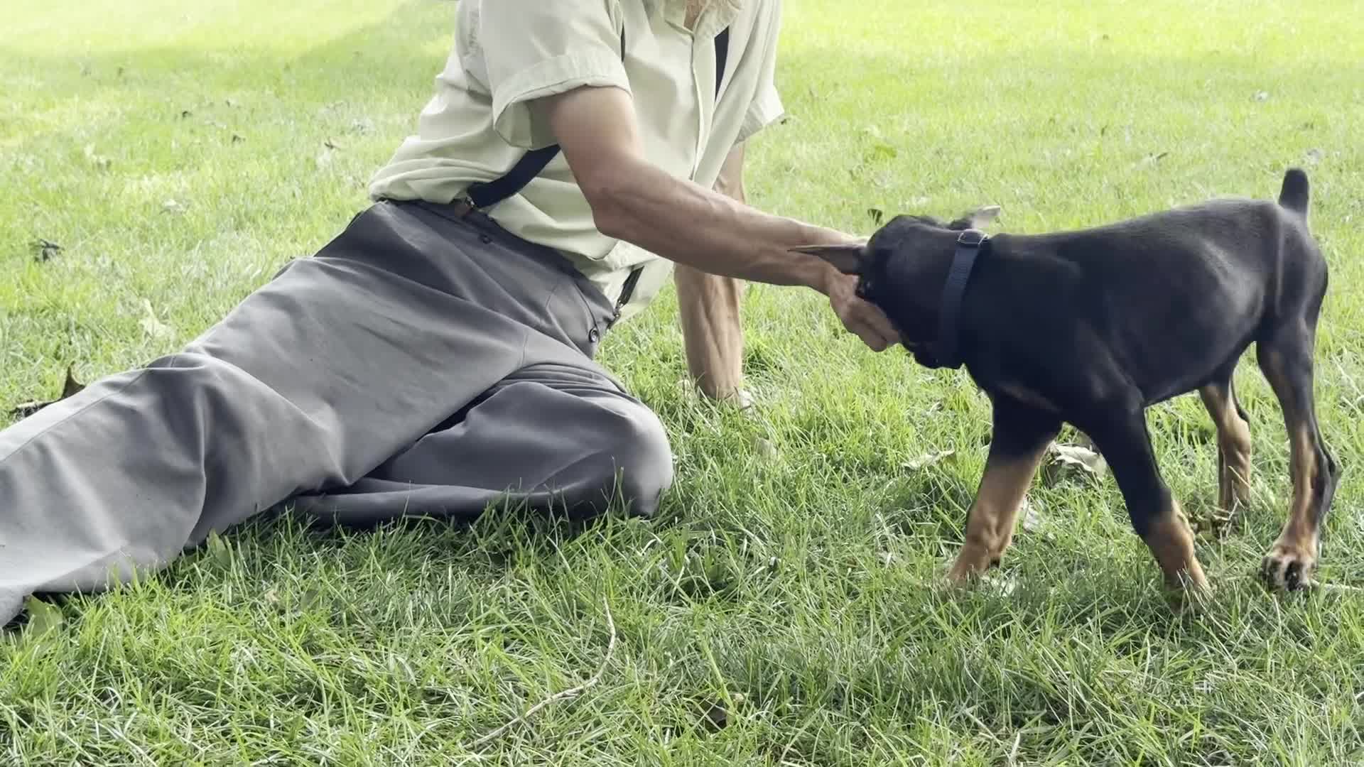 Doberman Pinscher dogs for sale: Amika - Video 1