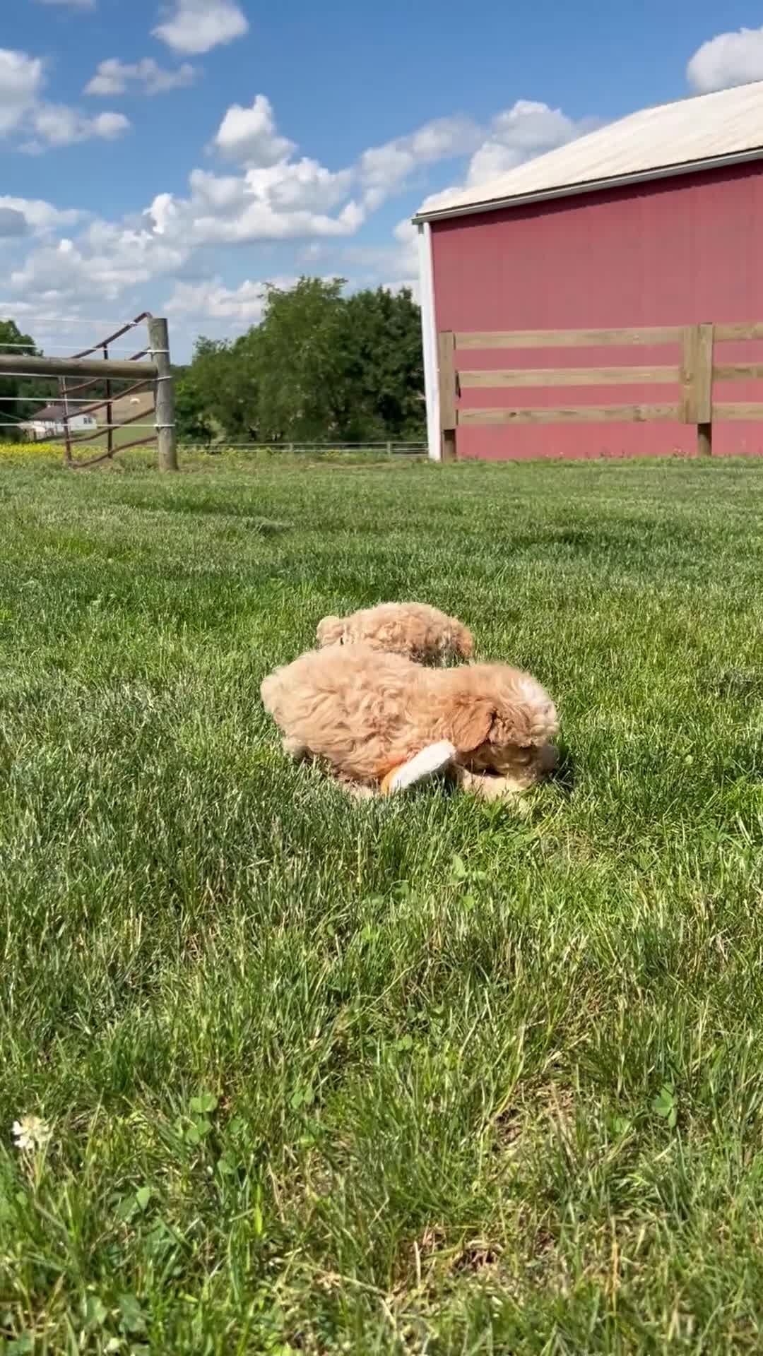 Maltipoo dogs for sale: Max - Video 1