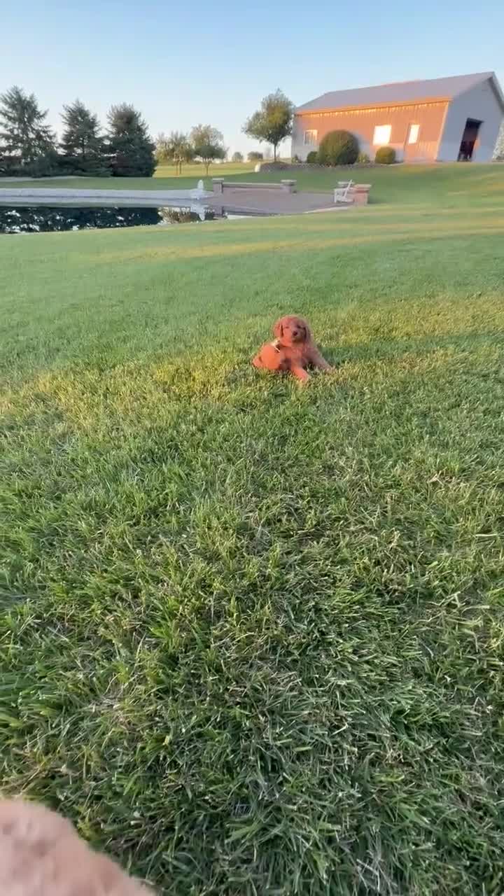 Mini Goldendoodle dogs for sale: Mini Ginger - Video 2