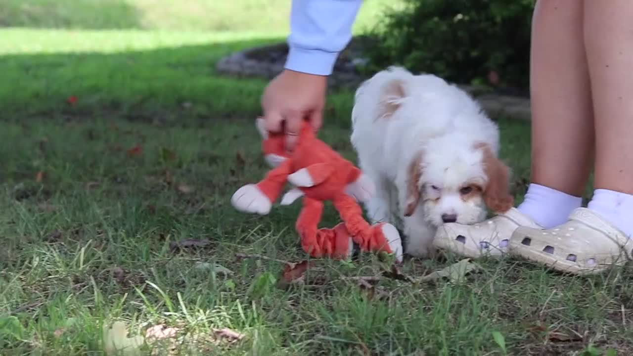 Cavapoochon dogs for sale: Harlow - Video 1