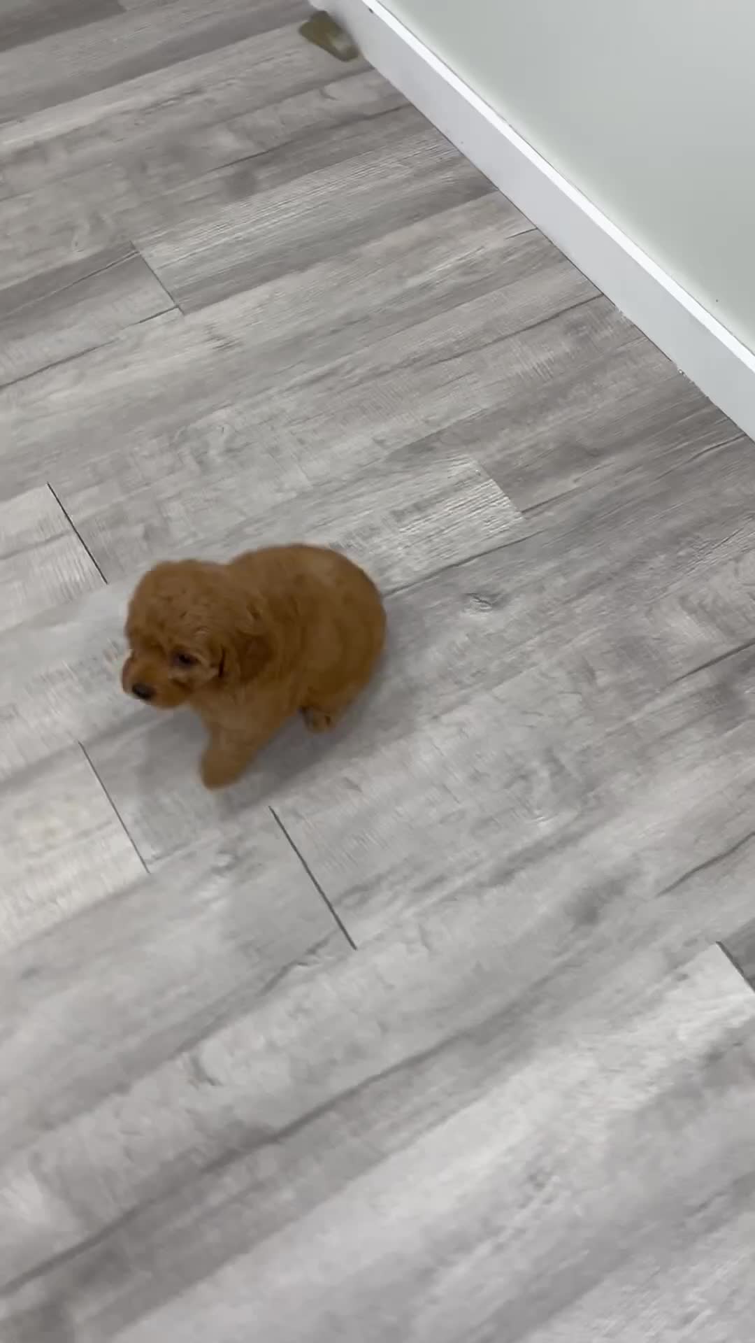 Miniature Labradoodle dogs for sale: Madison - Video 1