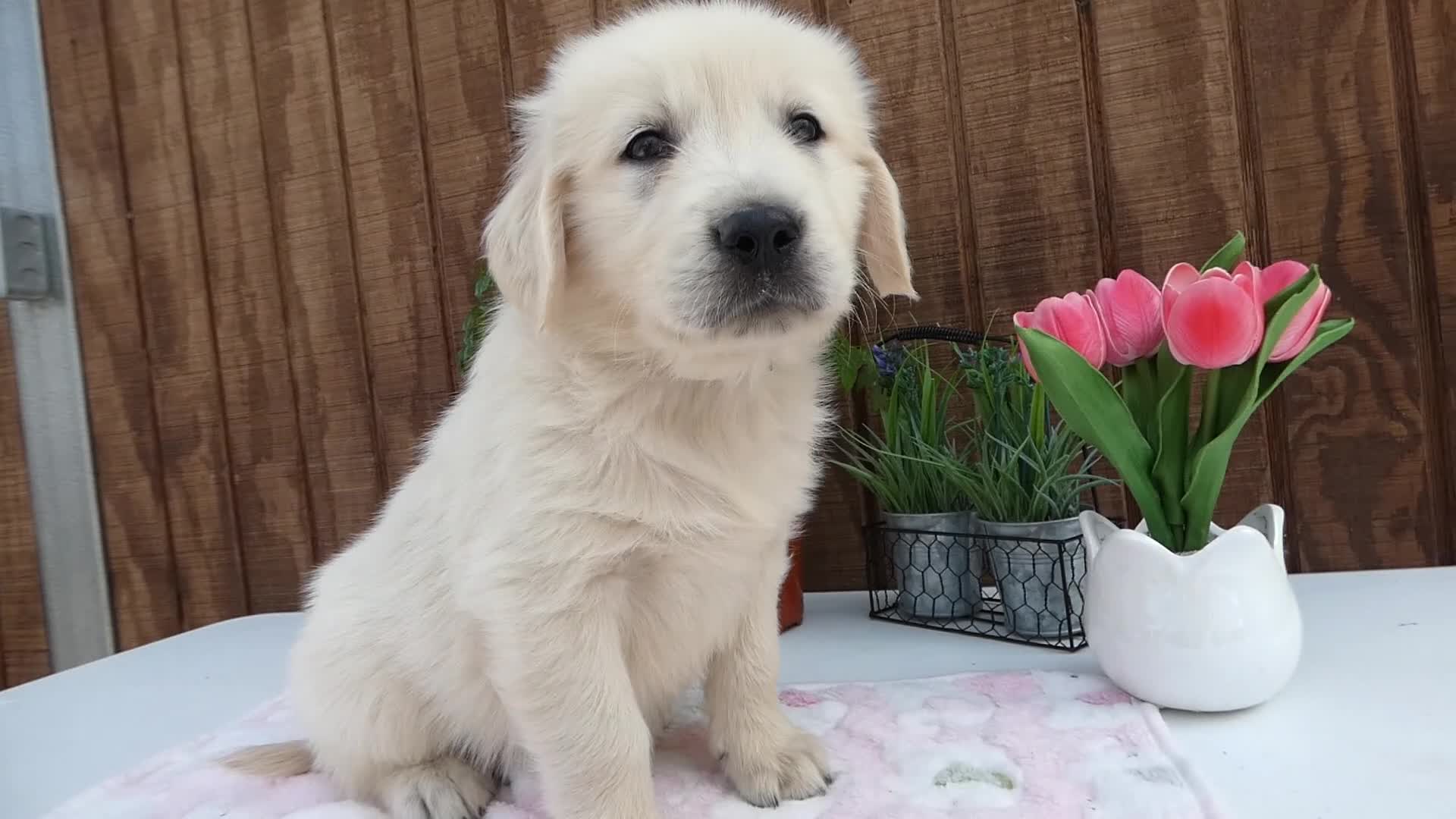 Golden Retriever dogs for sale: Golden Retriever 1 Andy - Video 1