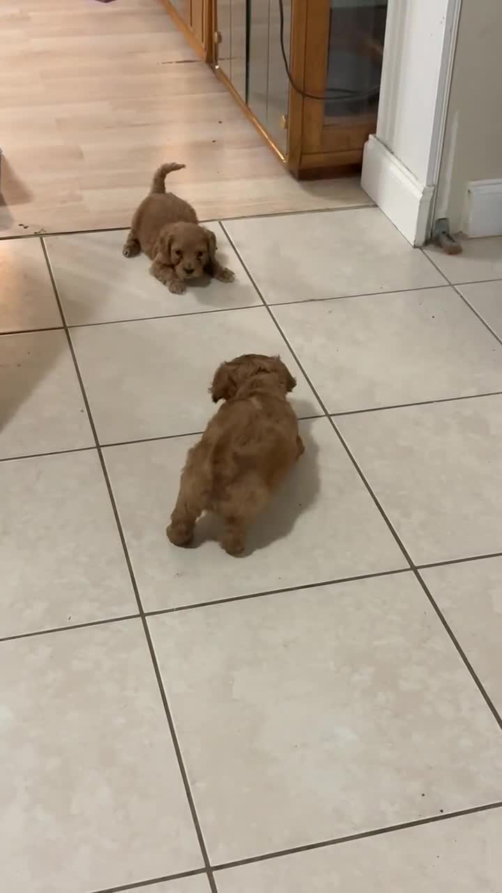 Mini Goldendoodle dogs for sale: Nova - Video 2