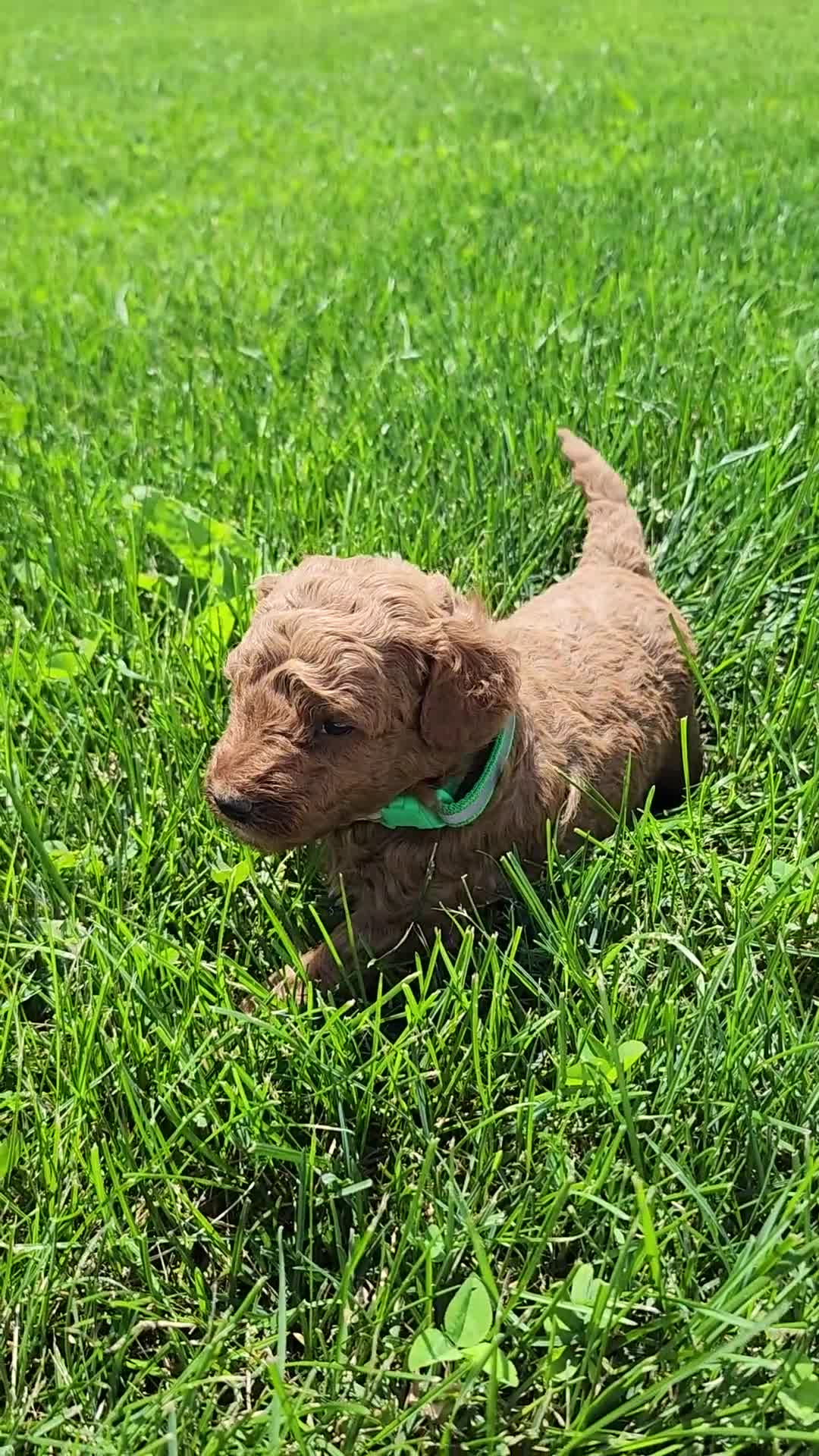 Standard Poodle dogs for sale: Bruce  - Video 1