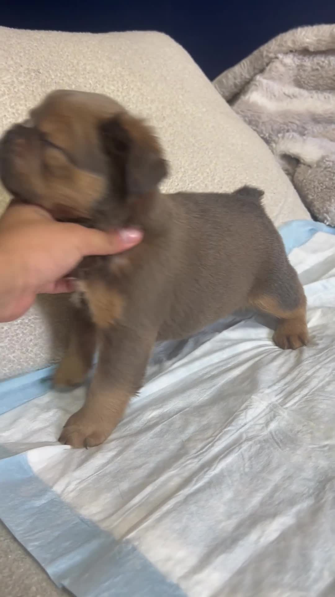 French Bulldog dogs for sale: French Bulldog 3 male  - Video 1