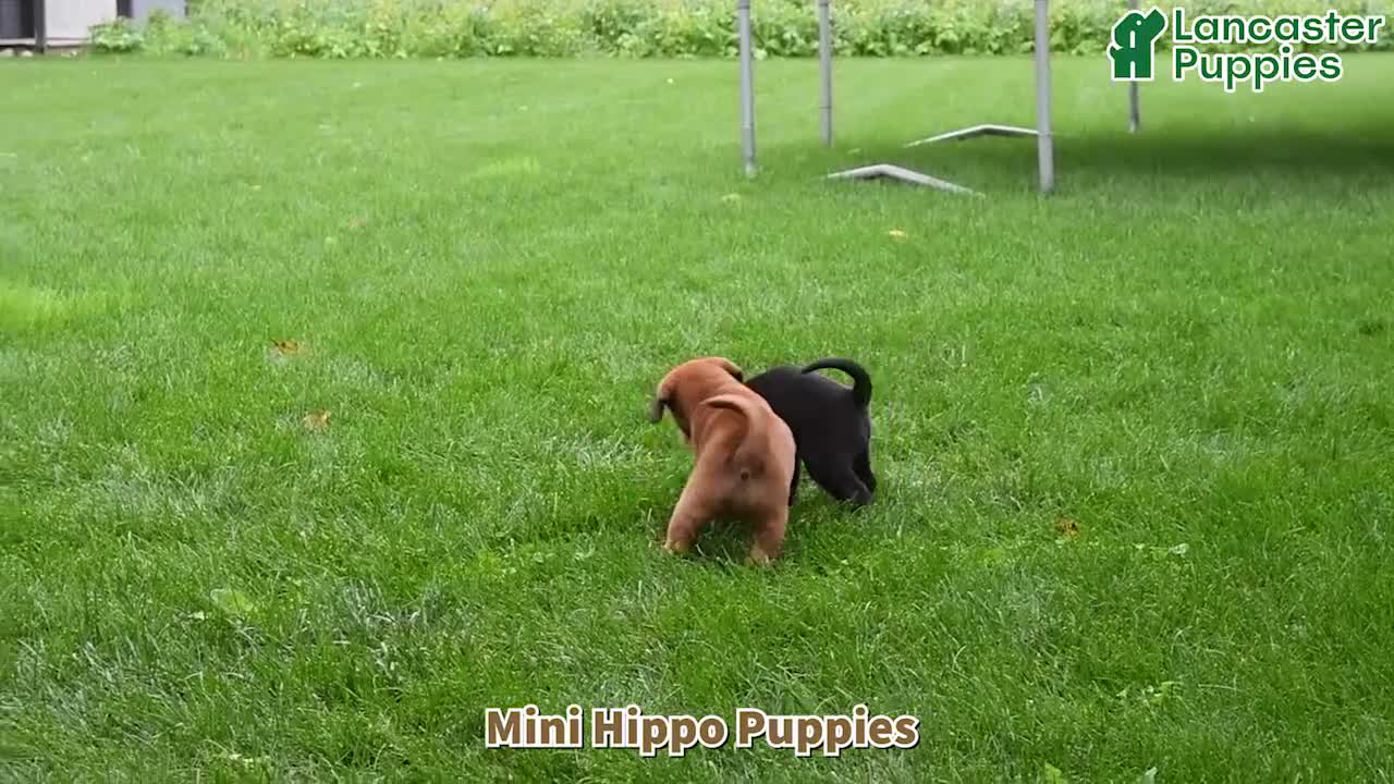 Mini Hippo dogs for sale: Cinnamon - Video 1