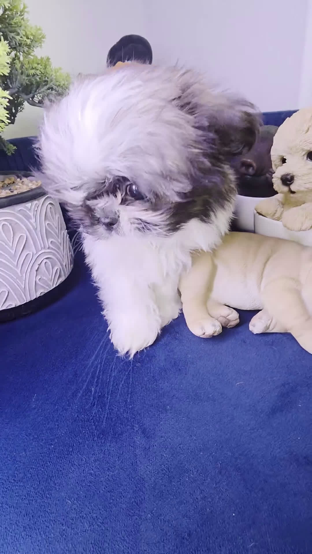 Shih Tzu dogs for sale: Shih Tzu Puppy luquin  - Video 1