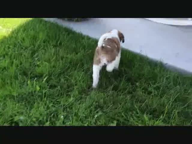 Saint Bernard dogs for sale: Mandy - Video 1