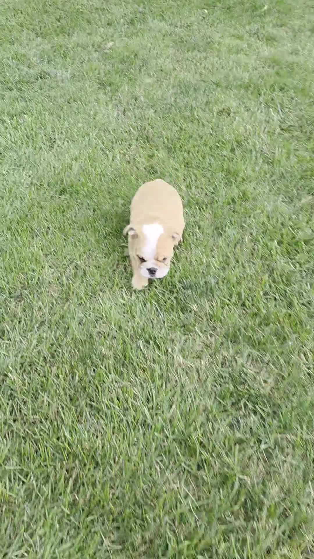 English Bulldog dogs for sale: English Bulldog 1 - Video 2