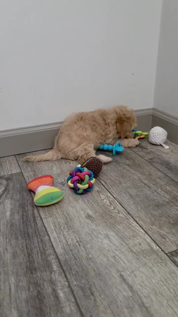 Maltipoo dogs for sale: Buster - Video 1