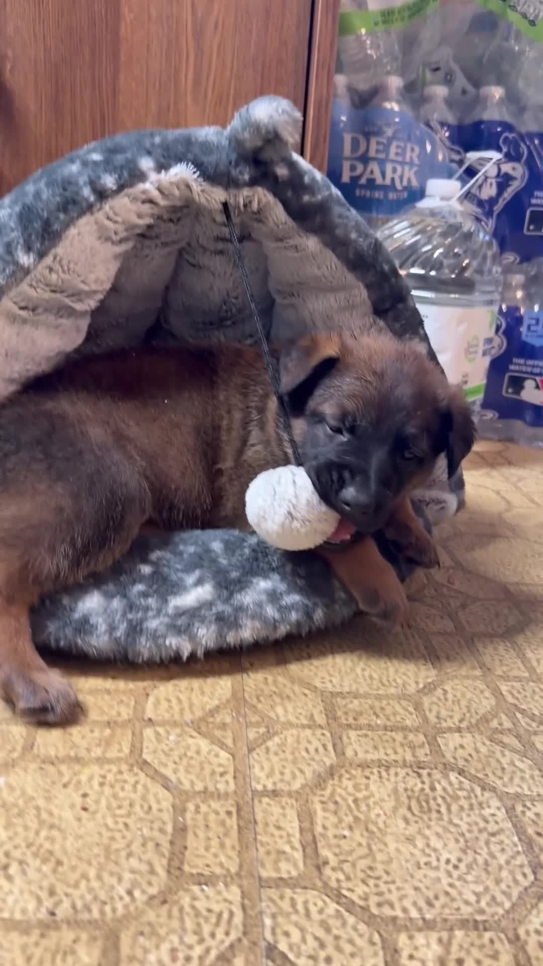 Mixed Breed dogs for sale: Mocha - Video 1