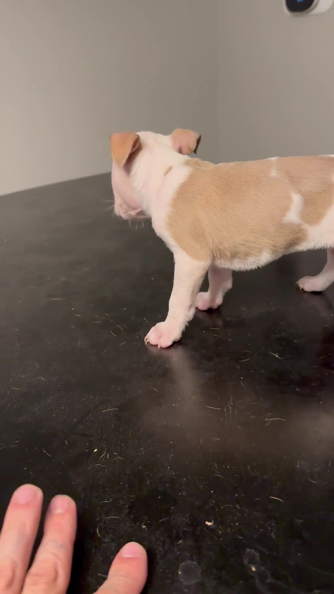 American Pit Bull Terrier dogs for sale: American Pit Bull Terrier Puppy 4 - Video 1