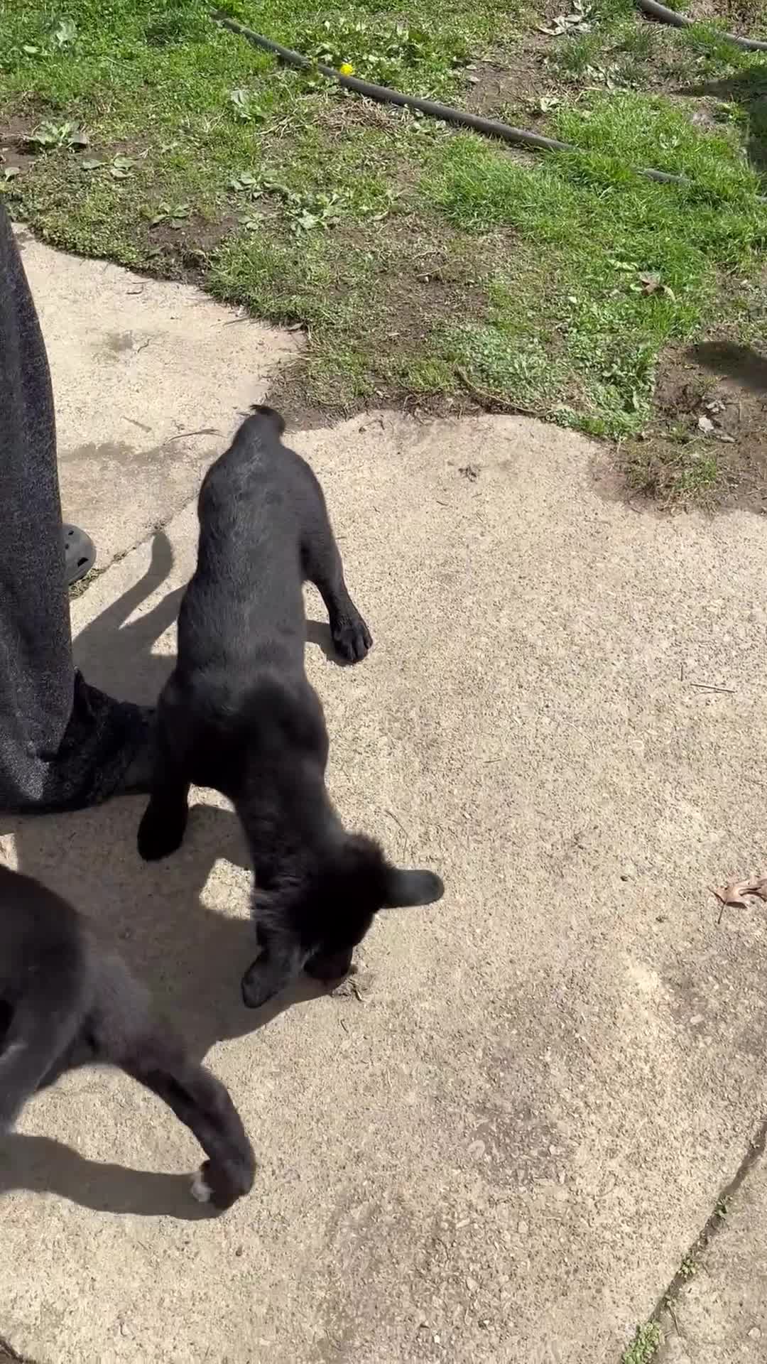 Mixed Breed dogs for sale: Mixed Breed Puppy 2 - Video 1