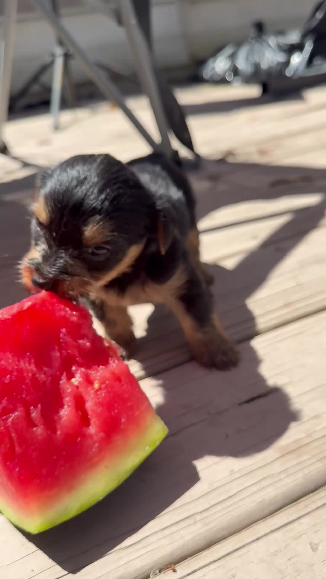 Yorkiepoo dogs for sale: Sunflower  - Video 1