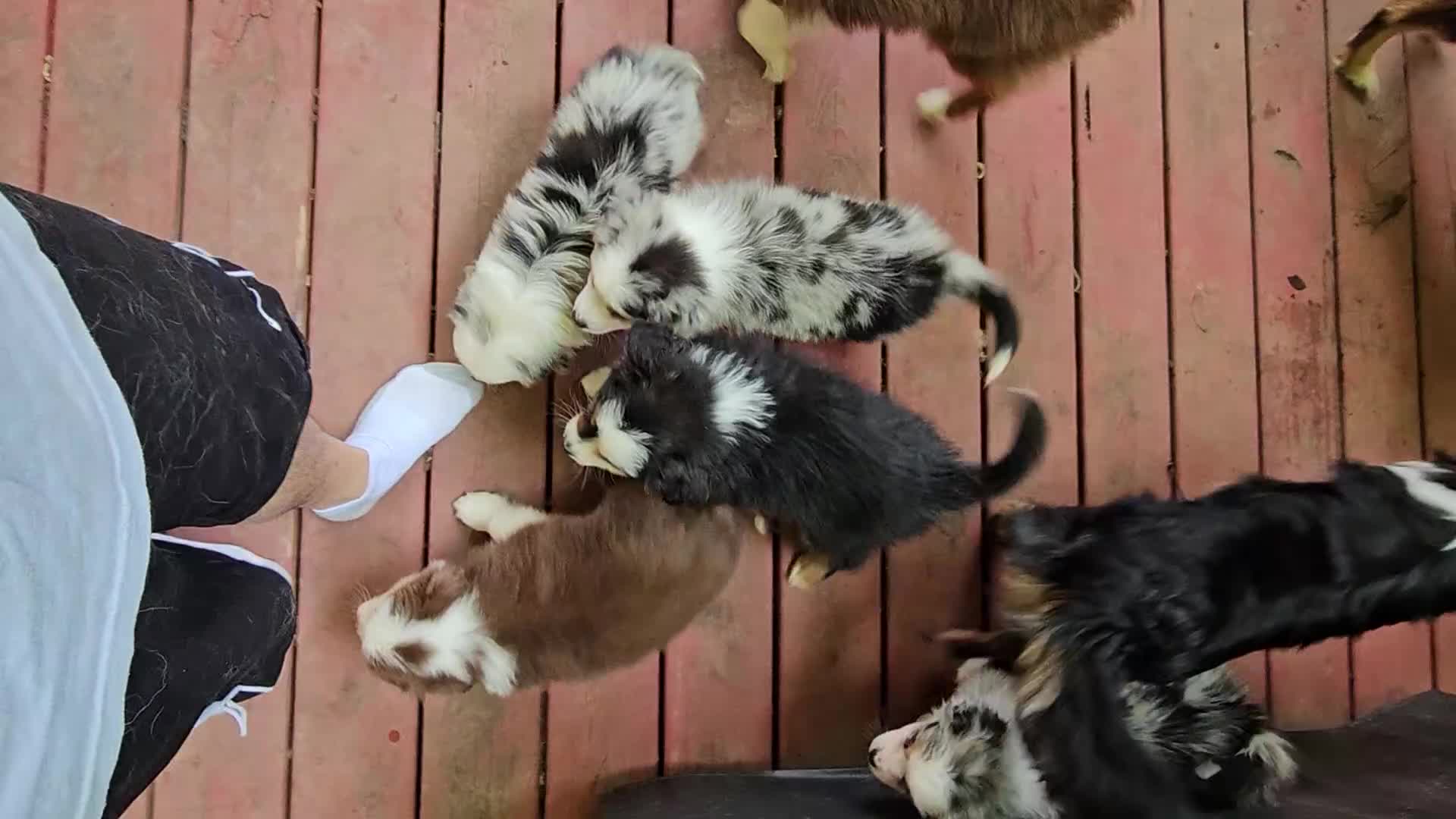 Miniature Australian Shepherd dogs for sale: Spot - Video 1