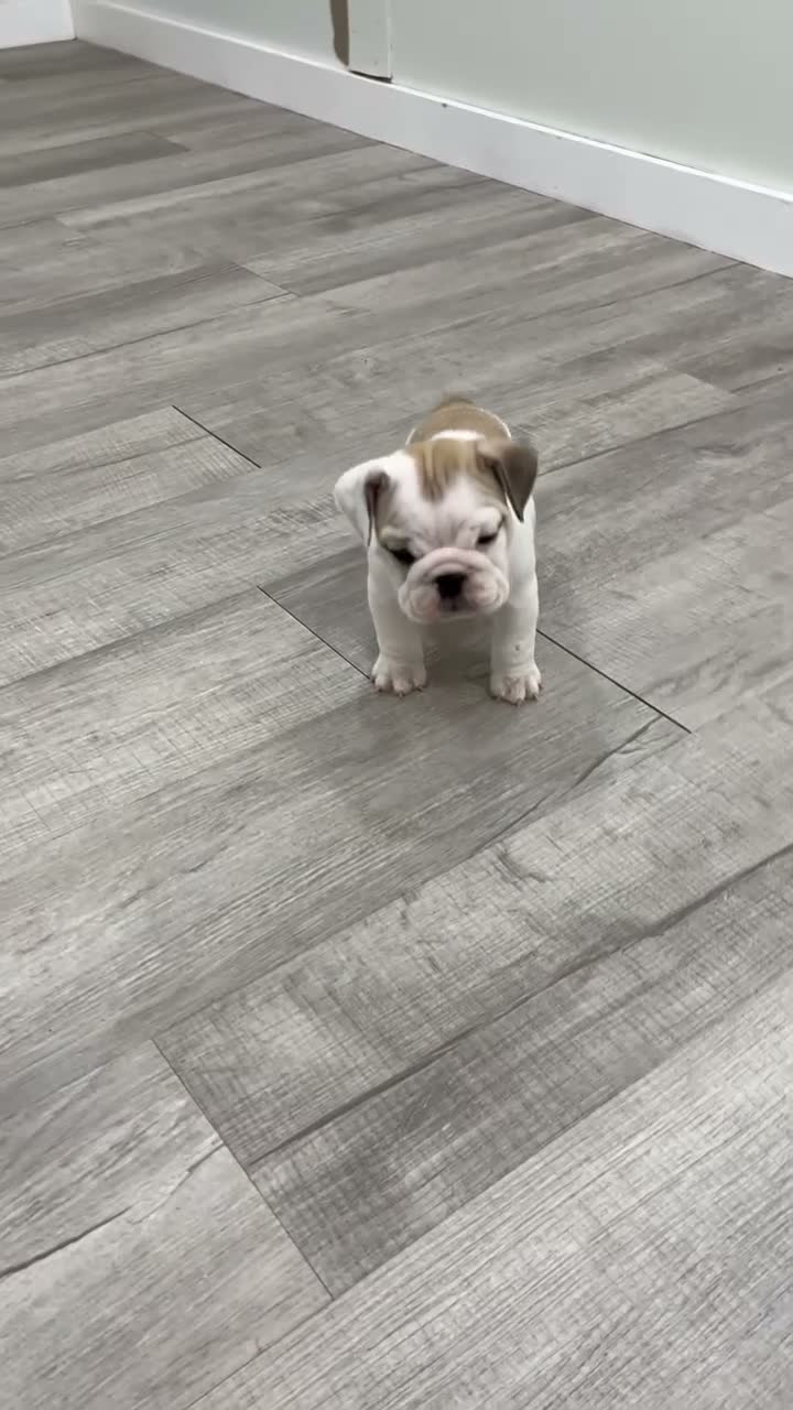 Beabull dogs for sale: Macy - Video 1