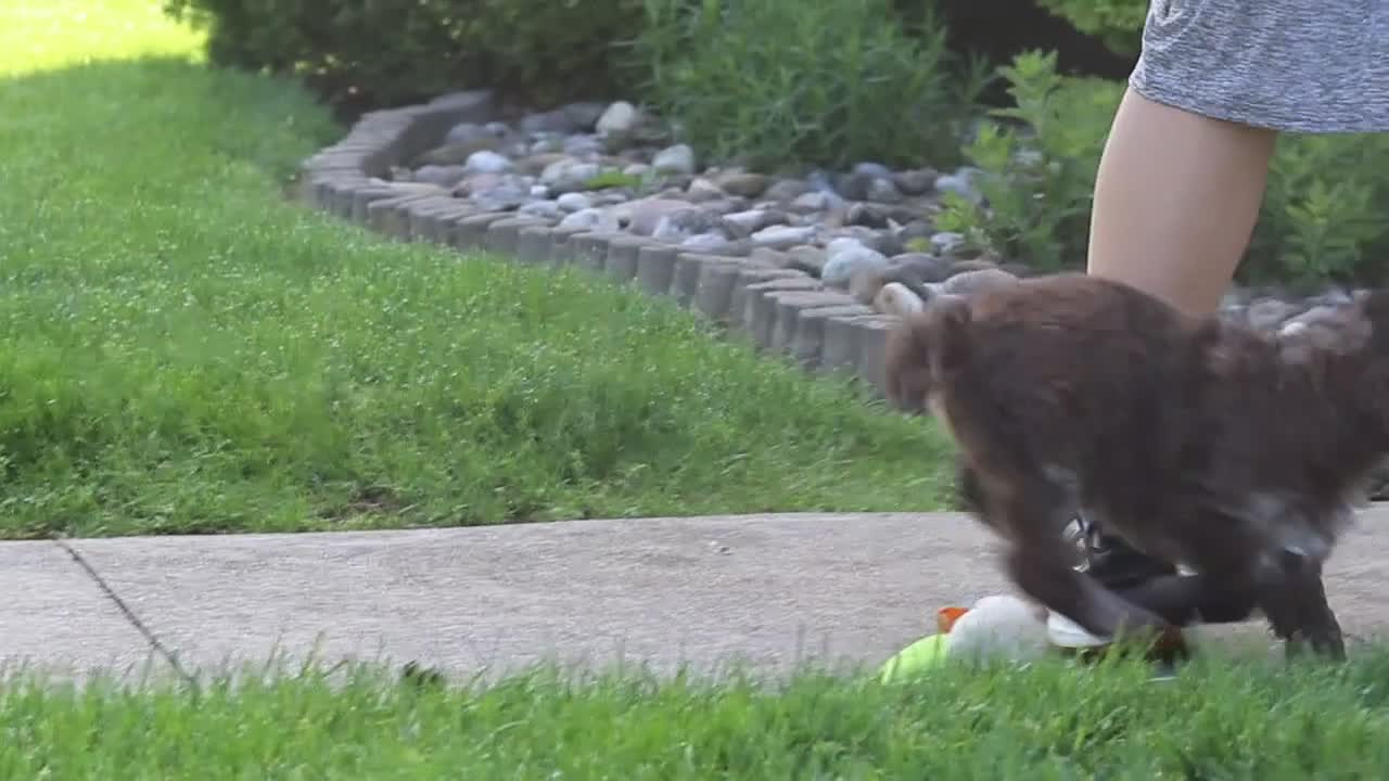 Newfypoo dogs for sale: Cliff - Video 4