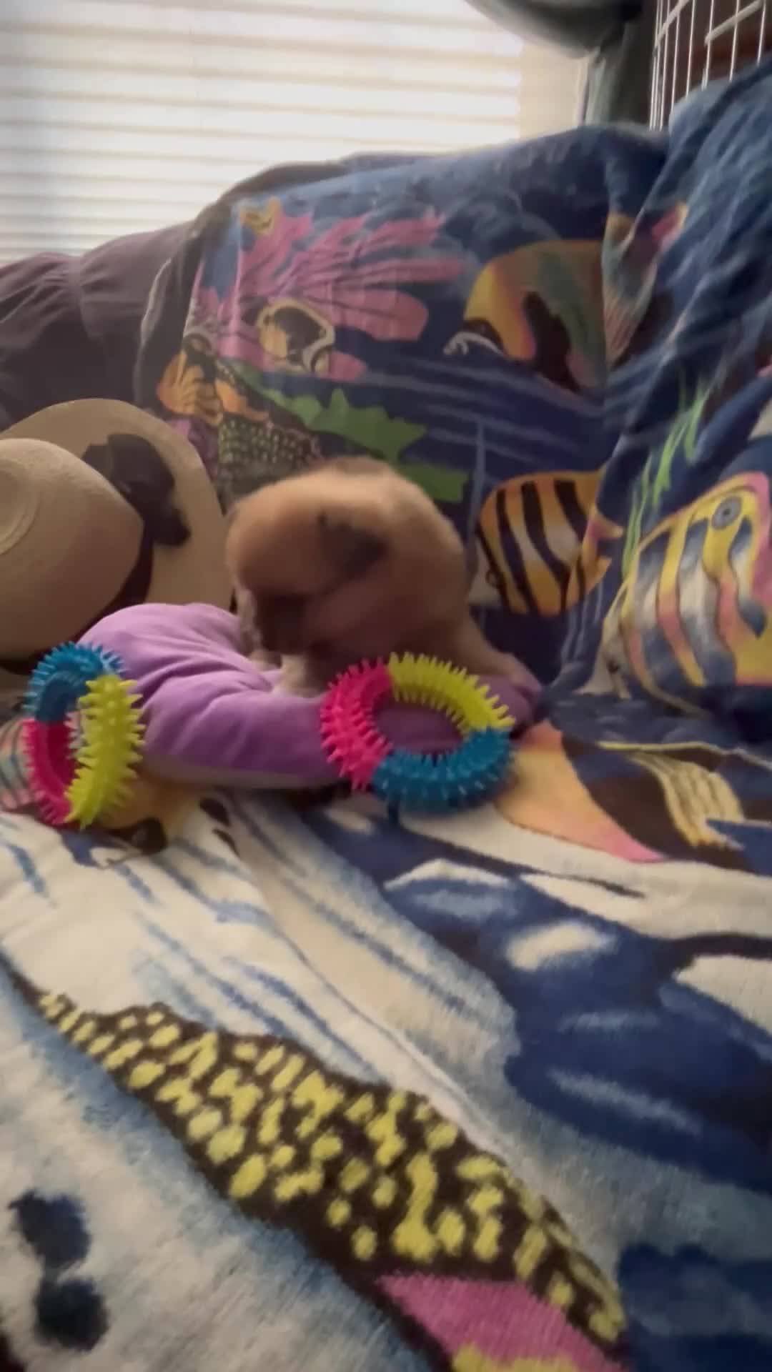 Pomeranian dogs for sale: Pomeranian Puppy 2 - Video 1