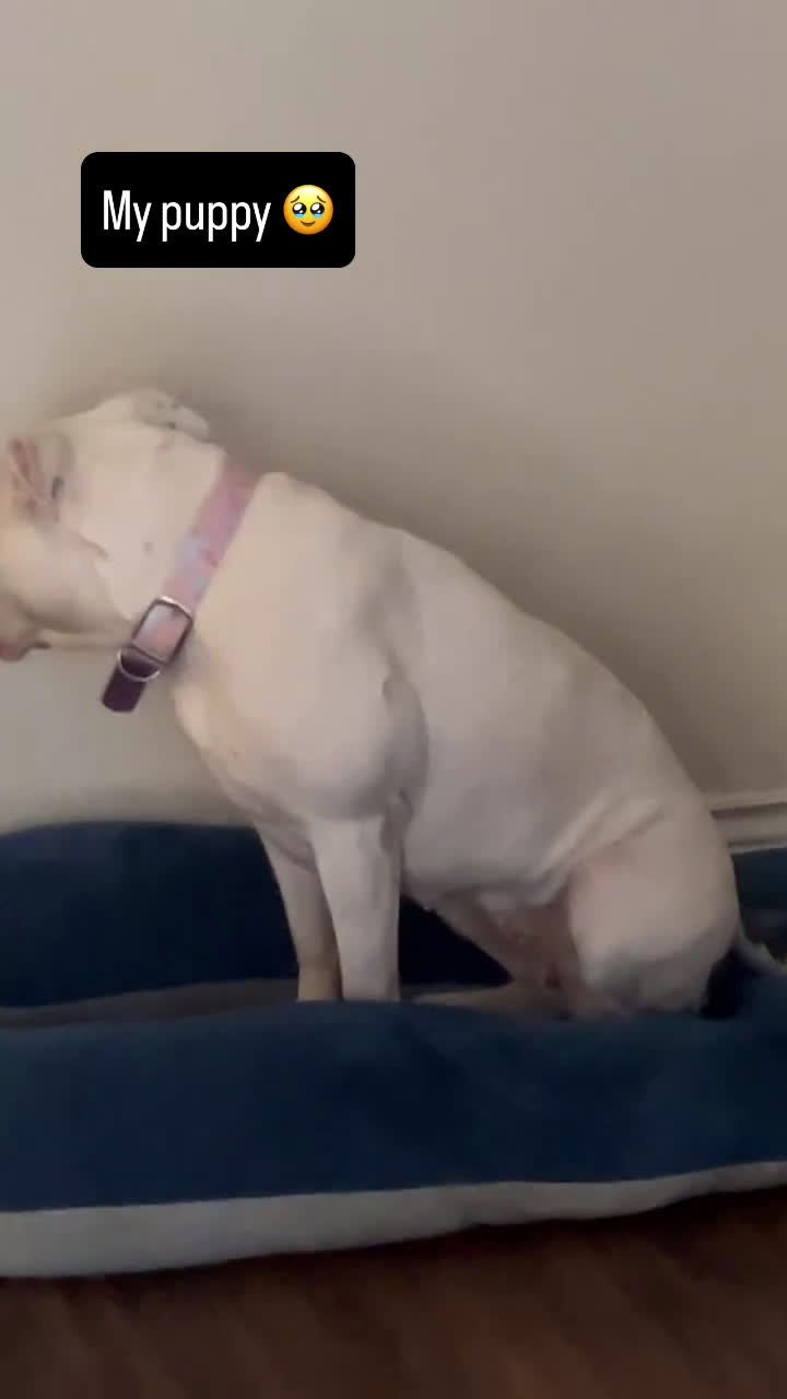 American Bully dogs for sale: American Bully Puppy 1 - Video 1