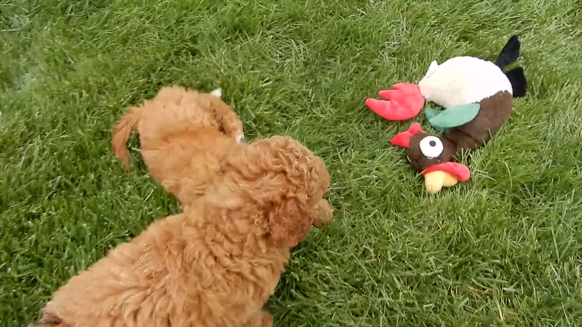 Mini Goldendoodle dogs for sale: Douglas - Video 4