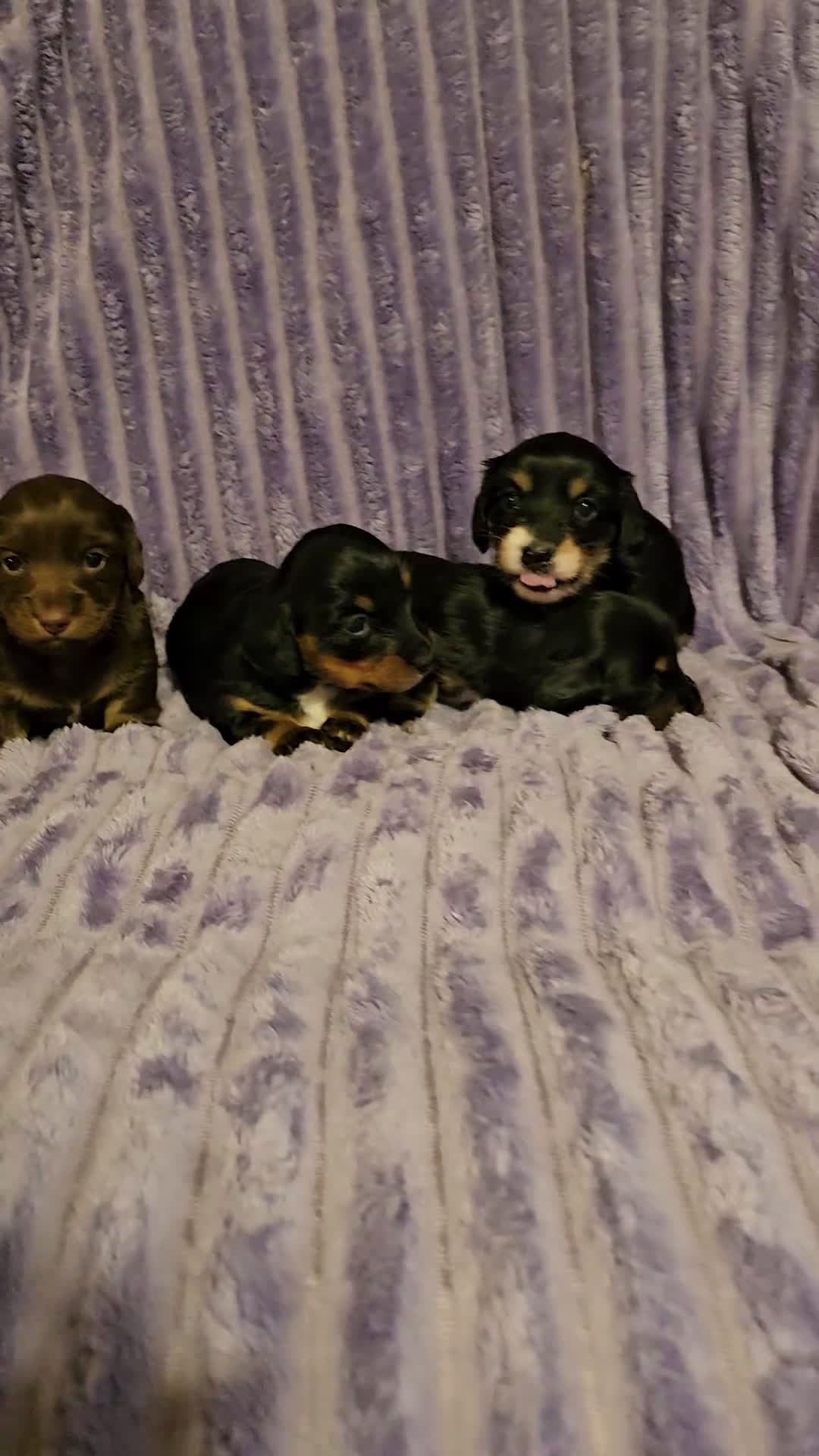 Miniature Dachshund dogs for sale: Hershey - Video 2