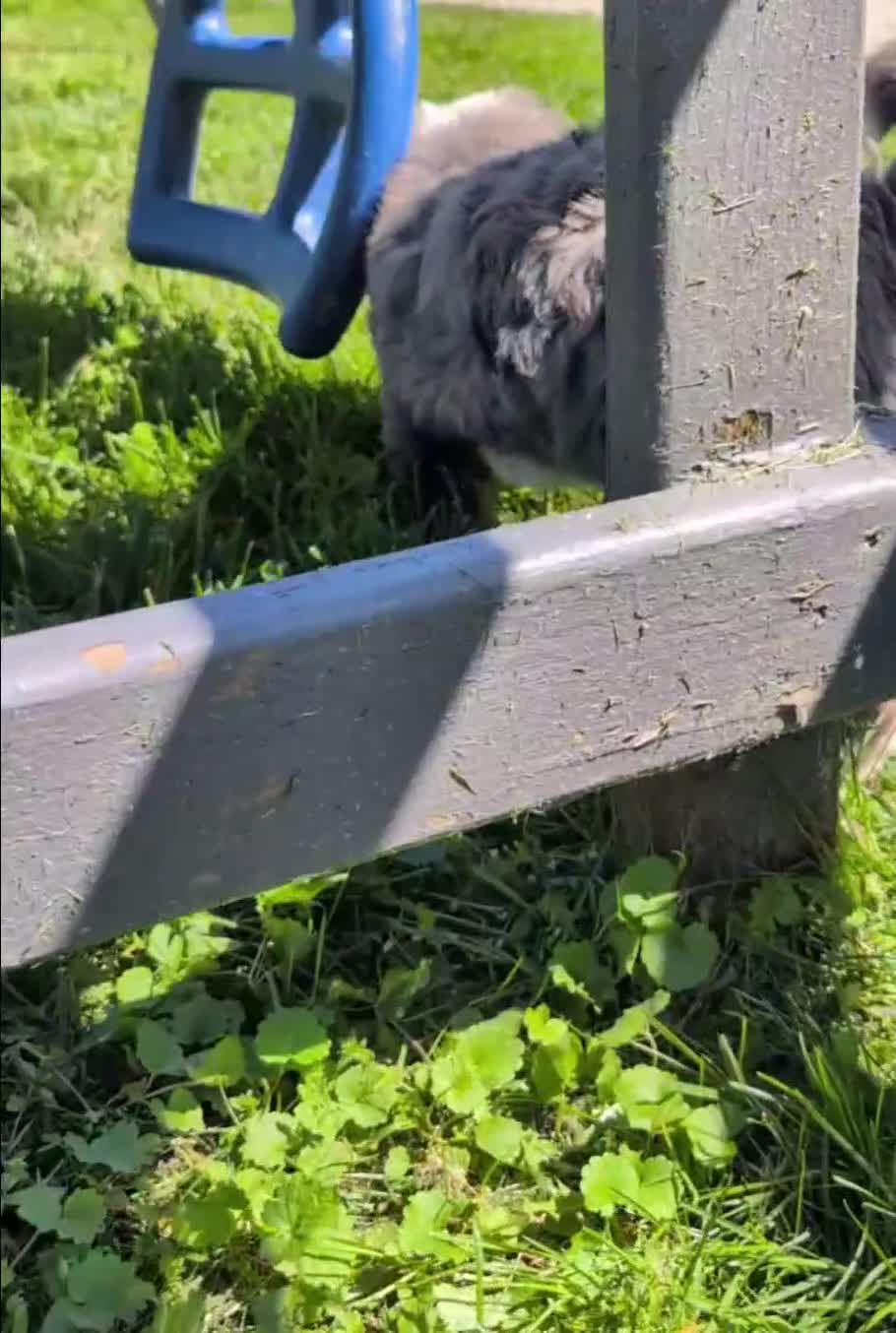 Bernedoodle dogs for sale: Spartan - Video 1