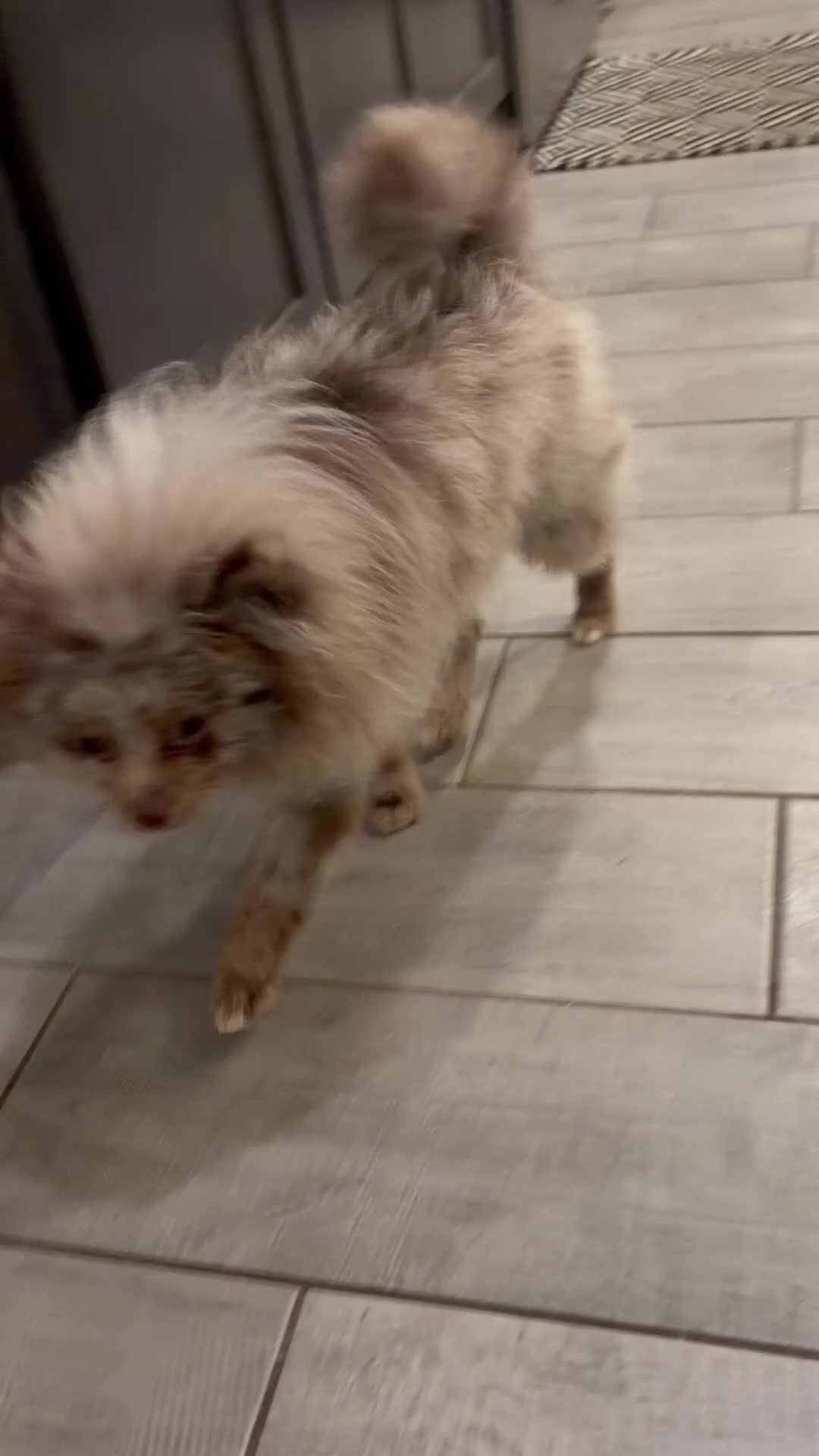 Pomeranian dogs for sale: Pomeranian 1 - Video 1