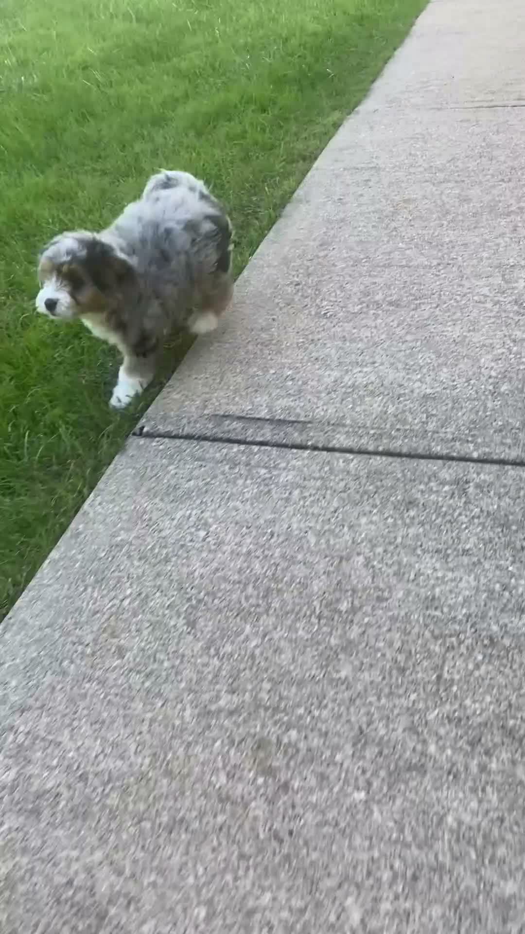 Mini Aussiedoodle dogs for sale: Mickey - Video 1