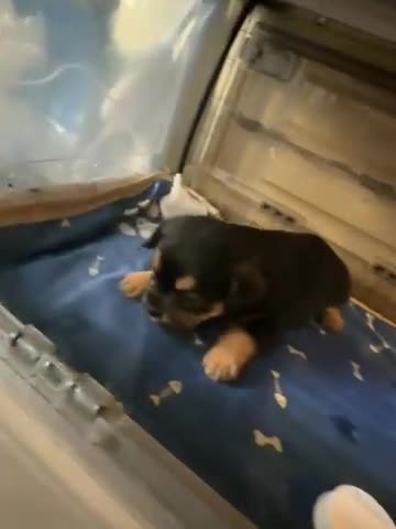 French Bulldog dogs for sale: Fluffy French Bulldog 5 - Video 1