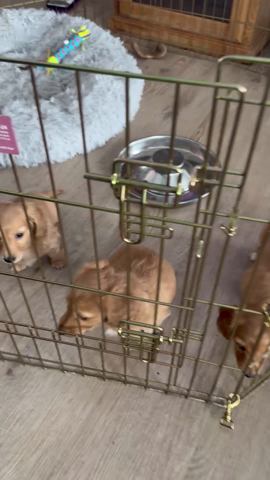 Dachshund dogs for sale: Dachshund Puppy 1 - Video 1