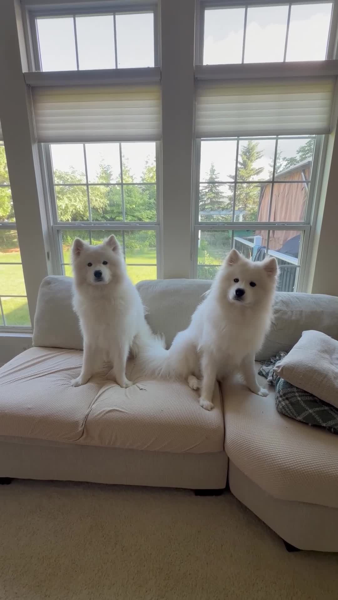 Samoyed dogs for sale: Ace - Video 1