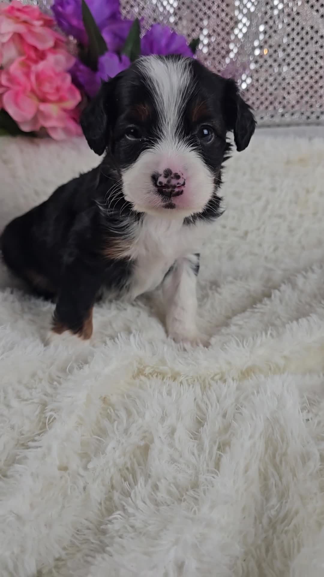 Mini Aussiedoodle dogs for sale: Rosalie - Video 1