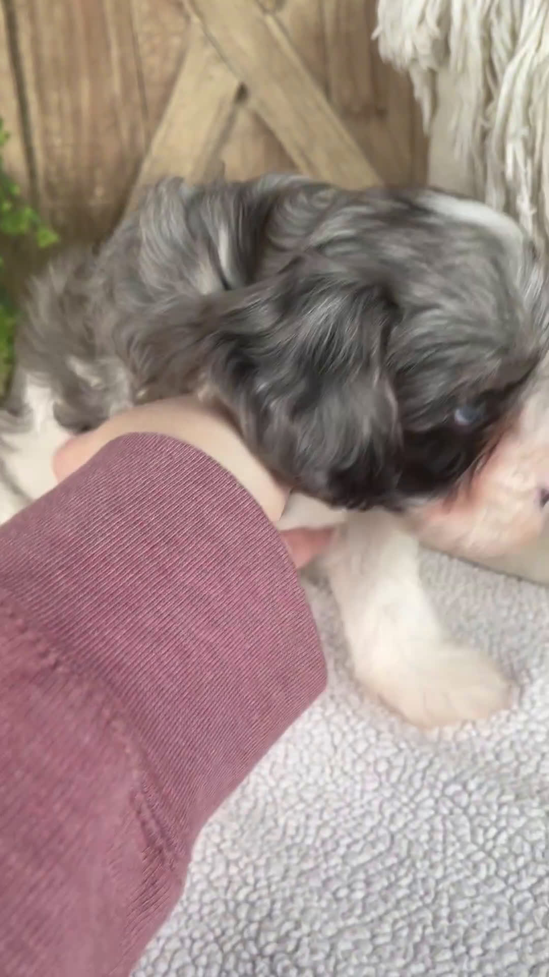 Cavapoo dogs for sale: Leo - Video 1