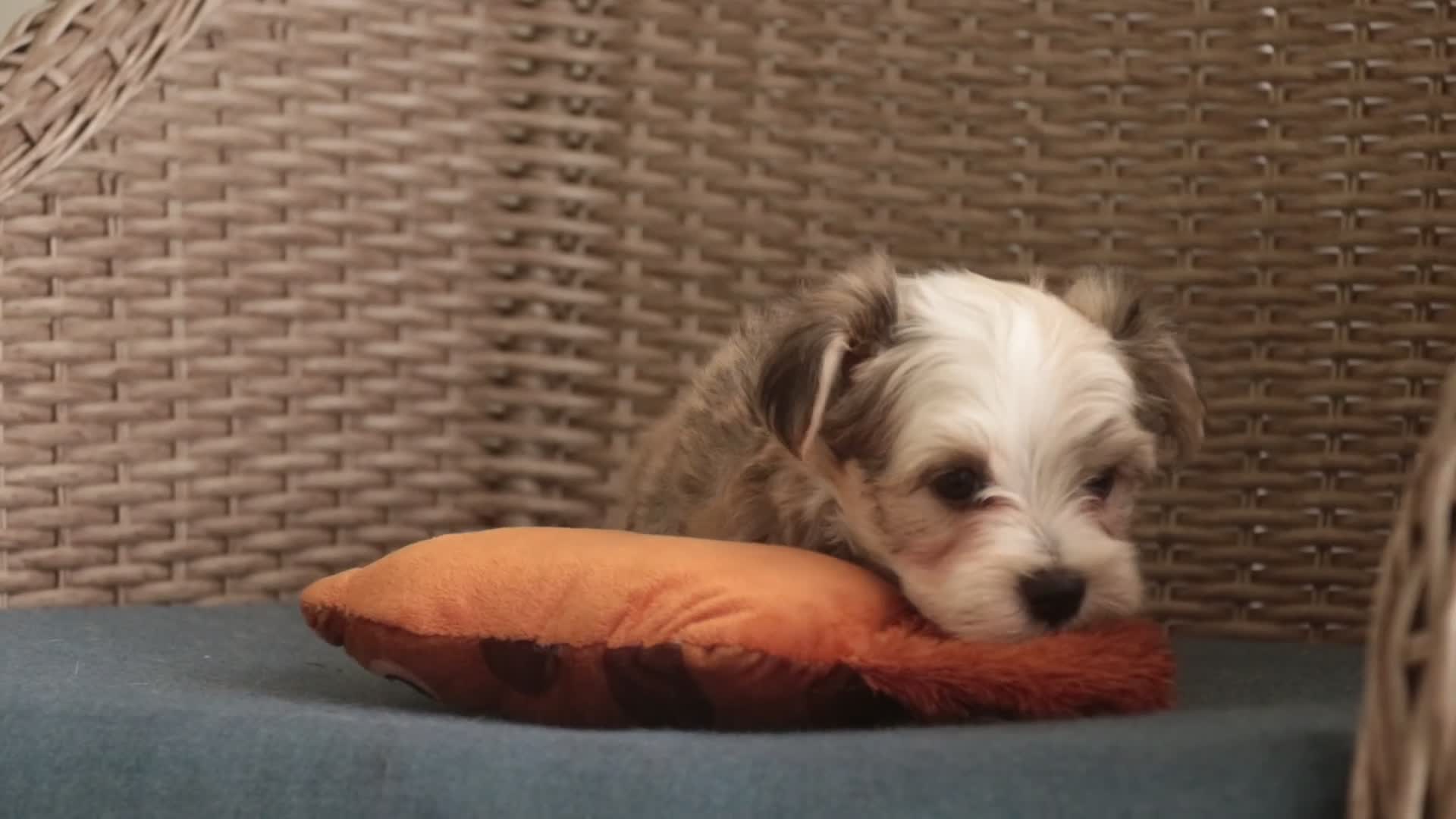 Havanese dogs for sale: Webster Havanese  - Video 1
