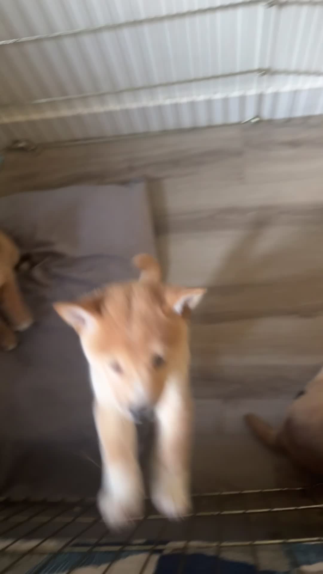 Shiba Inu dogs for sale: Chan - Video 1