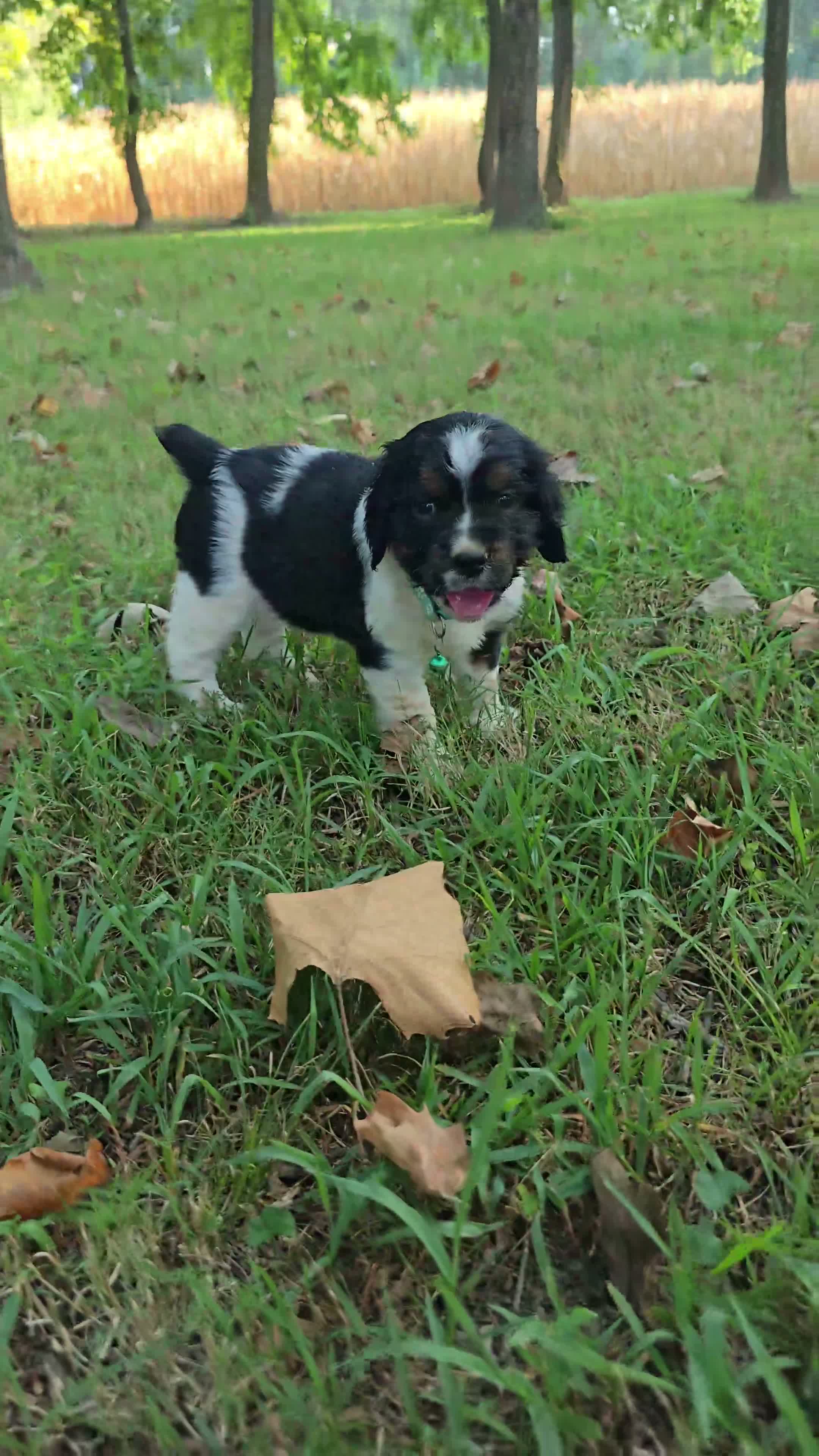 English Springer Spaniel dogs for sale: Everest  - Video 1