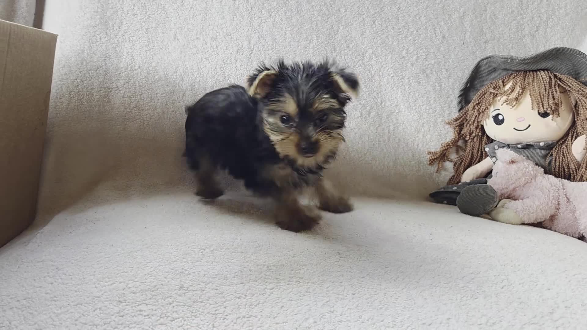 Yorkshire Terrier dogs for sale: Aowin - Video 1