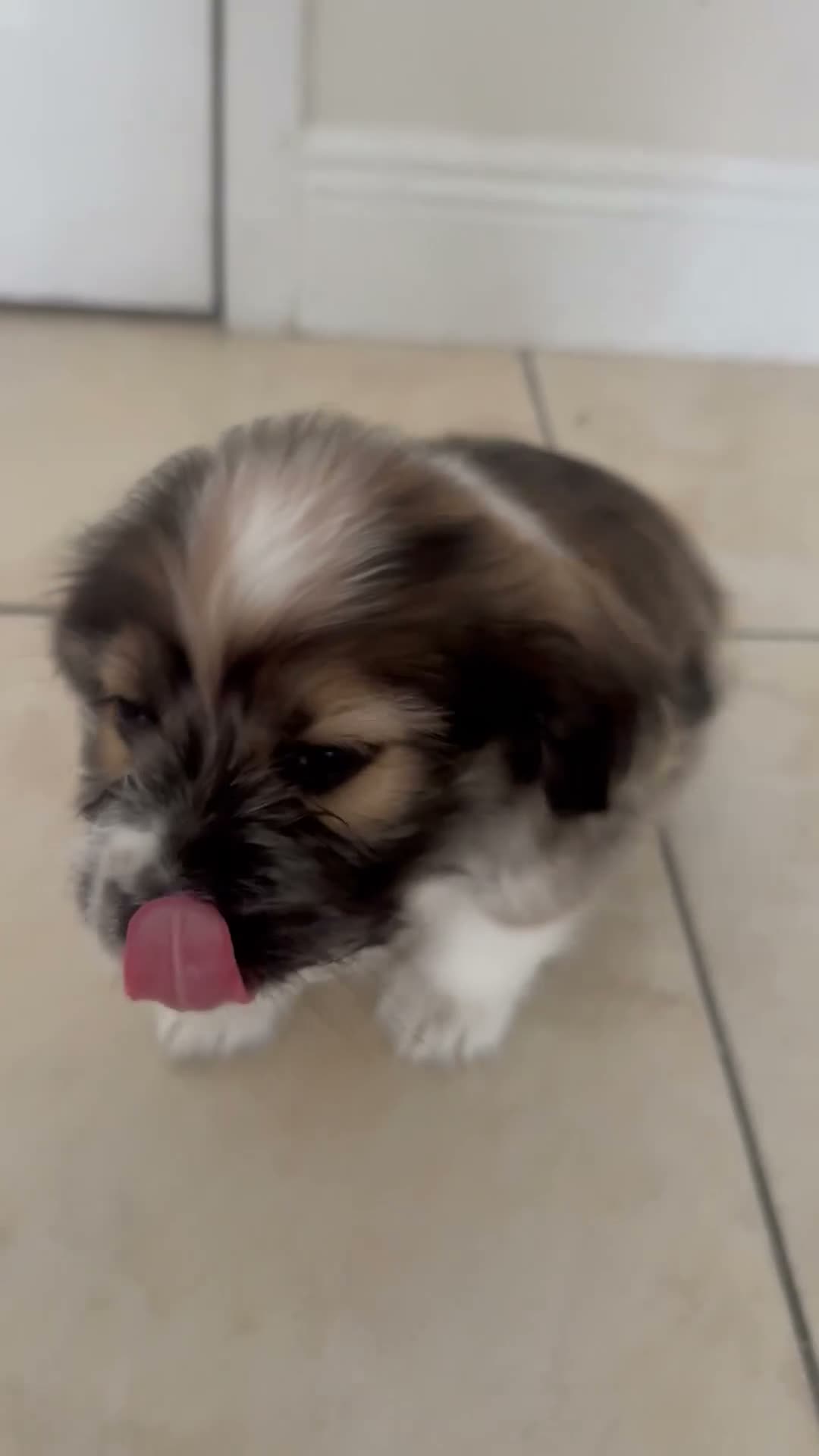 Mixed Breed dogs for sale: Theodore - Video 1