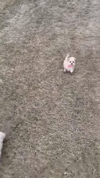 Maltipoo dogs for sale: Maggie - Video 1