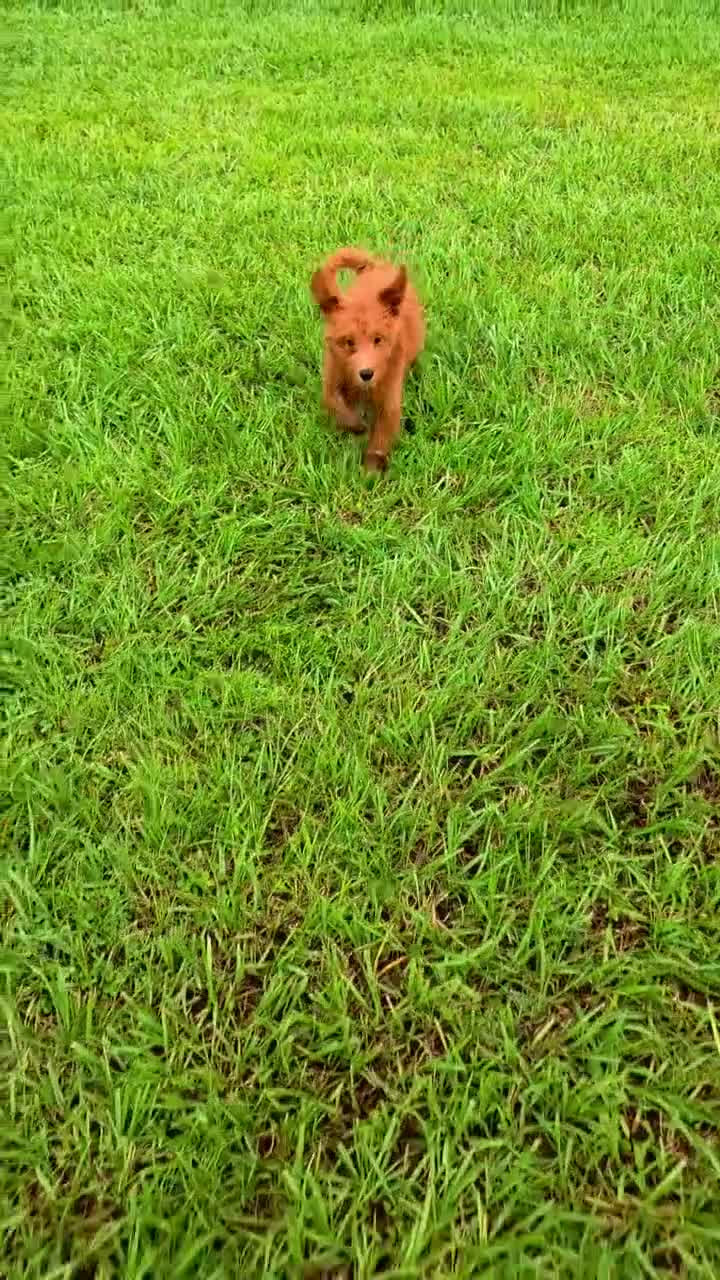 Goldendoodle dogs for sale: Teddy - Video 1