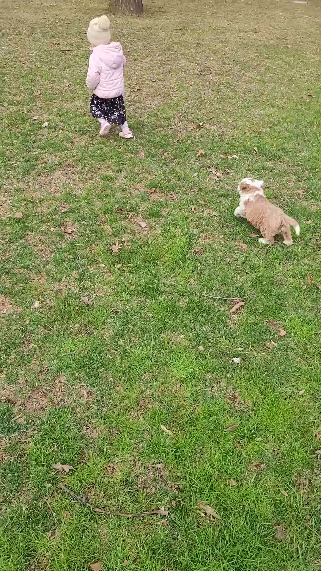 Mini Bernedoodle dogs for sale: Milton  - Video 1