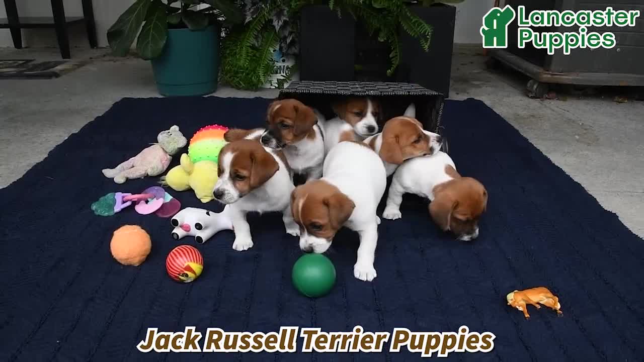 Jack Russell Terrier dogs for sale: Yeller - Video 1
