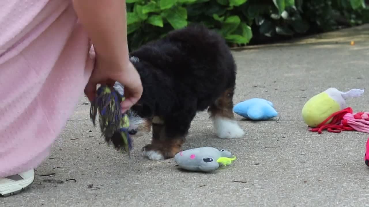 Mini Bernedoodle dogs for sale: Claire - Video 1