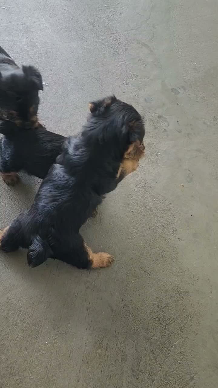 Yorkshire Terrier dogs for sale: Yorkshire Terrier 2 - Video 1