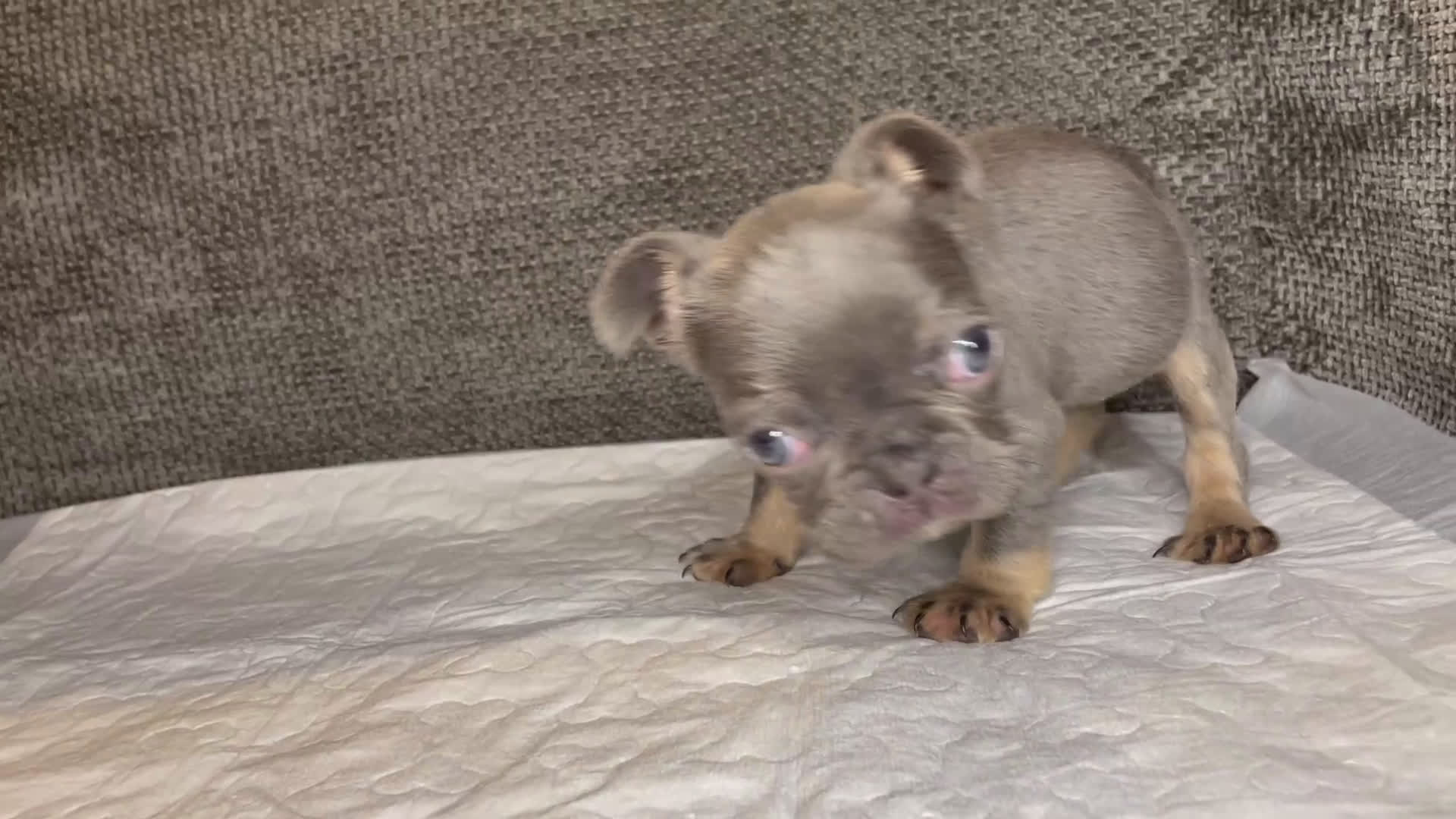 French Bulldog dogs for sale: French Bulldog Puppy 1 - Video 1