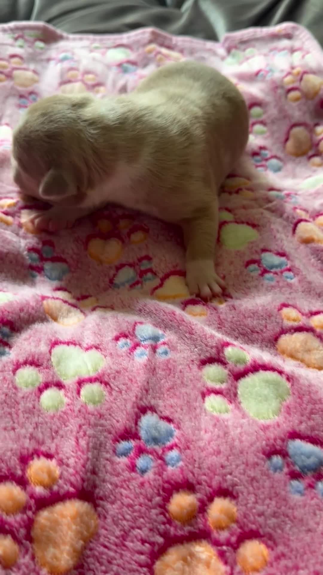 American Bully dogs for sale: American Bully 5 - Video 1