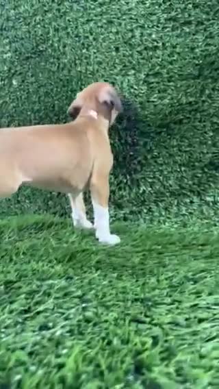 Boxer dogs for sale: Mario - Video 1