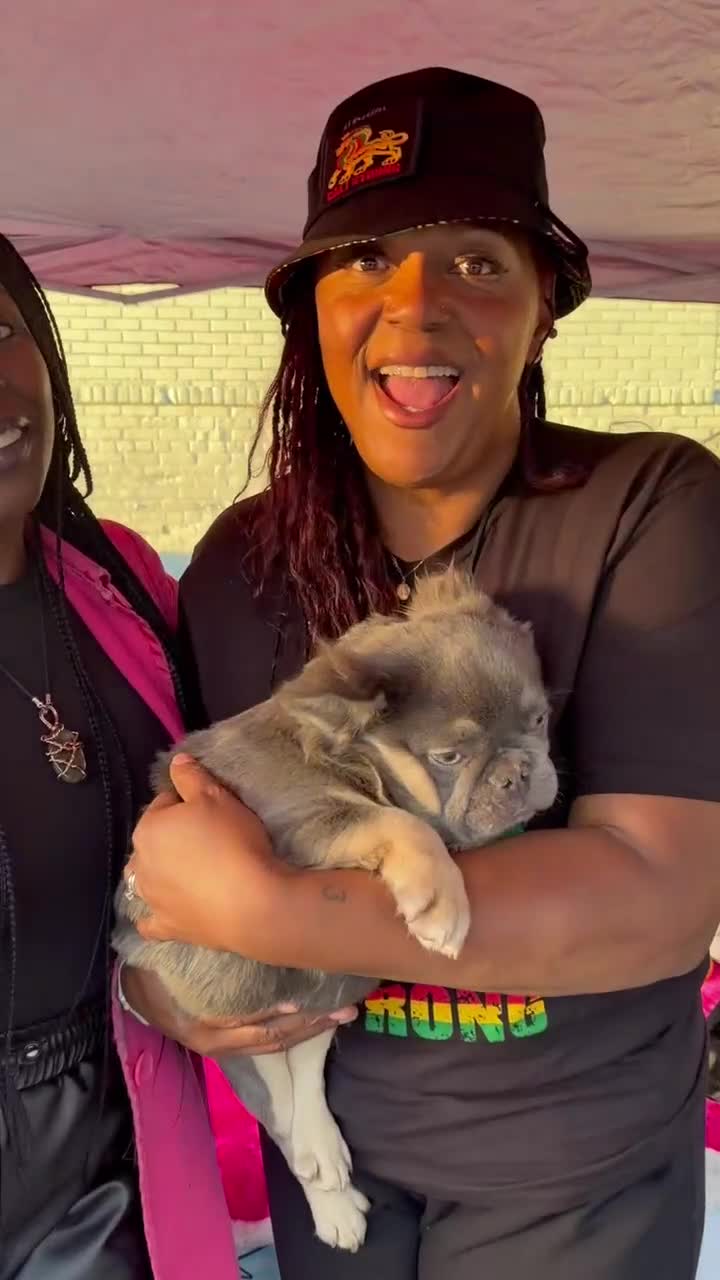 French Bulldog dogs for sale: Rocky-Rare Lilac Tan Fluffy in LA, CA. USA DELIVERY OPTIONS - Video 1